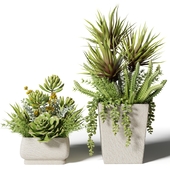 Bouquets of succulents in square pots
