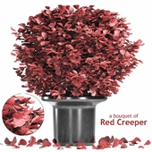 A bouquet of Red Creeper