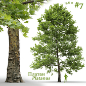 Plane-tree / Sycamore / Platanus #7