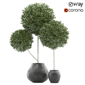 plant set 1- Topiary Ball in Pot