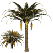 Palm Tree with Date