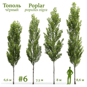 Poplar / Populus nigra #6