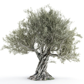 Оливковое дерево 2 (Olive tree)