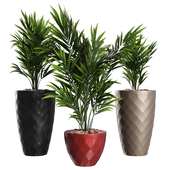 Howea Forsteriana Vase Plant