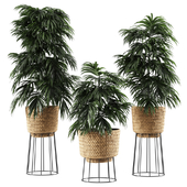 Bamboo Vase Plant