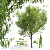 Willow / Salix matsudana # 1