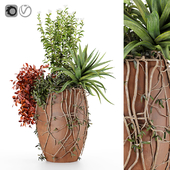 Indoor Plants Collection 1