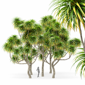 Cabbage Palm Tangihua Northland 5 Trees
