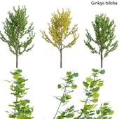 Ginkgo biloba 02