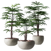 Rhapis Humilis Vase Plant