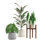 Indoor Plants Pack 04