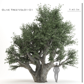 Olive Tree-AR studio-Vol 01-01