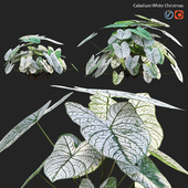 Caladium White Christmas - Angel Wings - 02