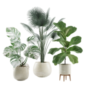 Indoor Plants Pack 05
