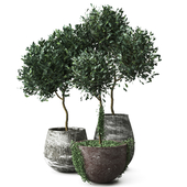 Olive Tree Decorative Set