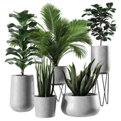 Indoor Plant Set 2