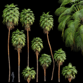 Mexican Fan Palm Washingtonia Robusta 9 trees