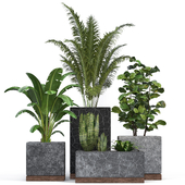 Indoor Plants 01za