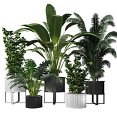 Modern collection indoor plant 001