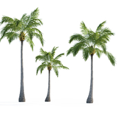 Palm Trees with Coconuts Vol 1