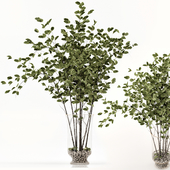 Green Branch in vase - Bouquet 004
