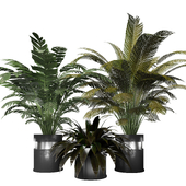 Modern collection indoor plant 002