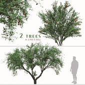 Set of Punica Granatum Tree (Pomegranate tree) (2 Trees)