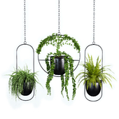 Indoor Plant Set 01_ Hanging Plants