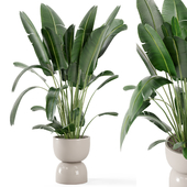 Indoor Plants in rusty Concrete Pot - Set 265