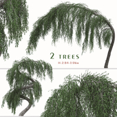 Set of Larix Kaempferi Pendula Tree (Japanische Hänge Lärche) (2 Trees)