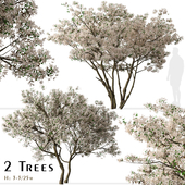 Set of Flowering Serviceberry Trees (Kupfer Felsenbirne) (2 Trees)