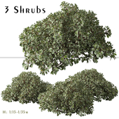 Set of Cornus alba Elegantissima Shrubs (Siberian dogwood) (3 Plants)