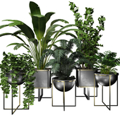 Modern collection indoor plants 004