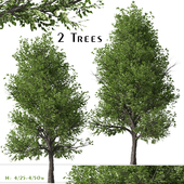 Set of Pyrus calleryana Trees (Callery pear) (2 Trees)