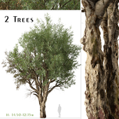 Set of Eucalyptus Camaldulensis Tree (River Red Gum) (2 Trees)