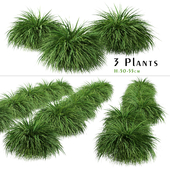 Set of Hakonechloa Plant (Japanese Forest Grass) (3 Plants)