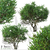 Set of Ligustrum Tree (Glossy Privet) (2 Trees)