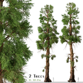 Set of Giant sequoia Tree (Sequoiadendron Giganteum) (2 Trees)