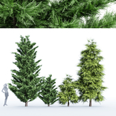 4 tree - Leyland Cypress Tree Slender Hinoki Cypress