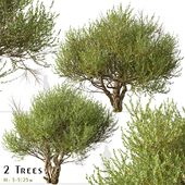 Set of Olive Tree (European olive) (2 Trees)