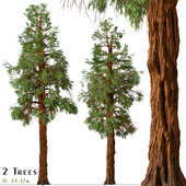 Set of Giant Redwood Tree (Boxing Tree) (2 Trees)