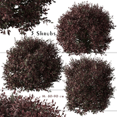 Set of Pittosporum Purpureum Shrubs (Kohuhu shrub) (3 Plants)