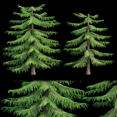 Norfolk Island pine vol 36