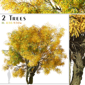 Set of Honey Locust Tree ( Gleditsia triacanthos ) ( 2 Trees )