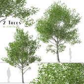 Set of Betula utilis Trees (Himalayan Birch) (2 Trees)