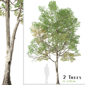 Set of Populus tremula Tree (Eurasian aspen) (2 Trees)