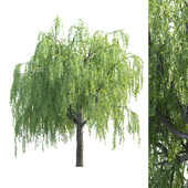 tree for landscape 23 ( Willow Tree )