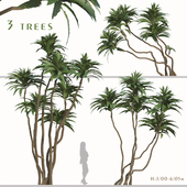 Set of Ficus pseudopalma Trees (Philippine fig) (2 Trees)