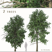 Set of Acer Buergerianum Trees (Trident Maple) (2 Trees)