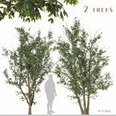 Set of Gleditsia Triacanthos Trees (Thorny honeylocust) (2 Trees)